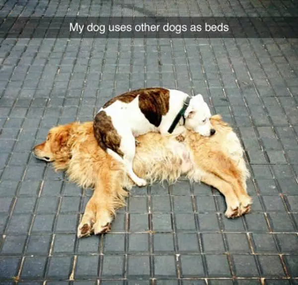 My Dog Uses Other Dogs