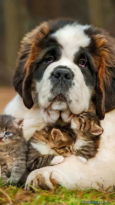 I Has Kittens