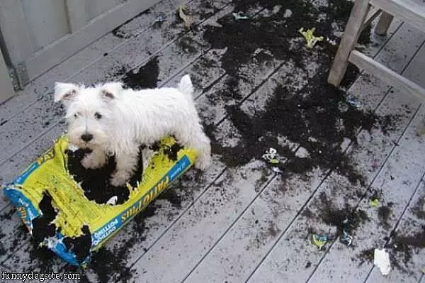 Dogs Love Dirt