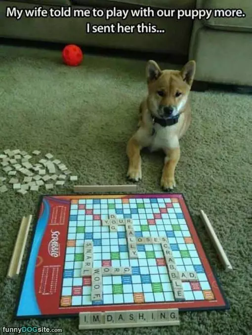 Play With The Puppy More