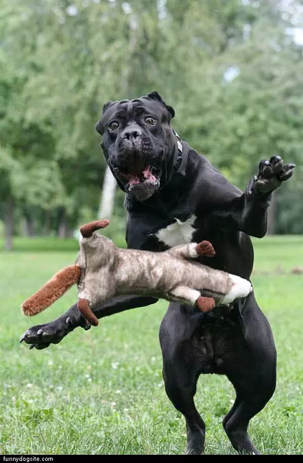 Dog Playing