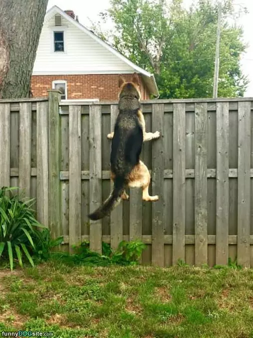 Can I See