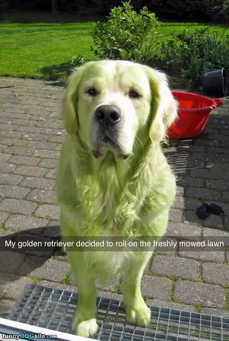The Fresh Mowed Lawn