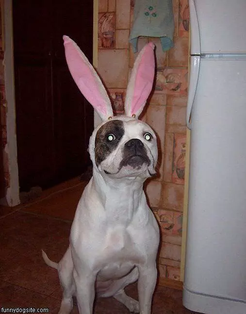Easter Dog