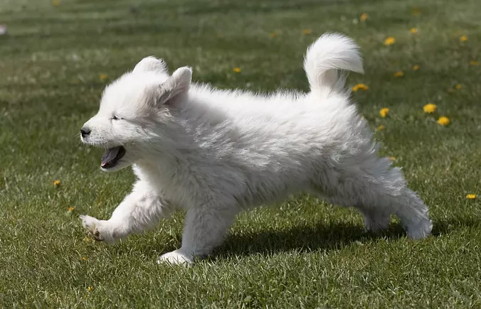 Great Pyrenees running