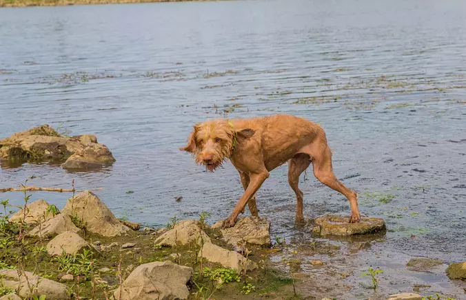 Brown Wirehaired Vizsla