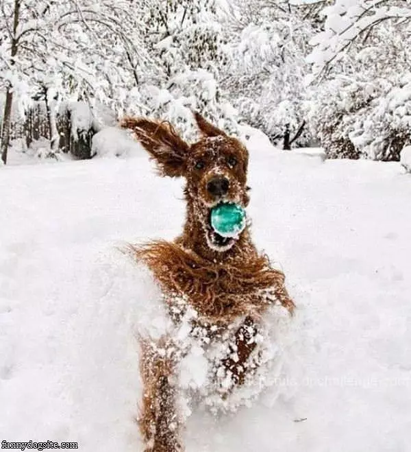 I Loooooooooooove Fetching