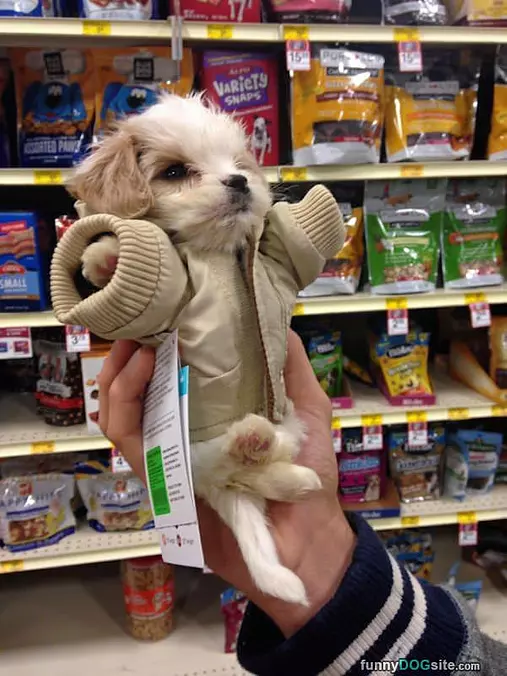 Huge Puppy