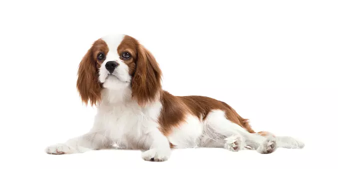Cavalier King Charles Spaniel