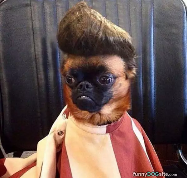 That Is Some Fancy Hair
