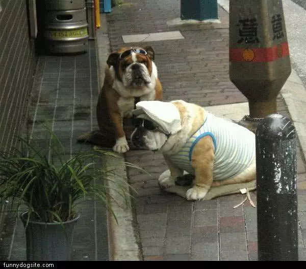 Party Dogs