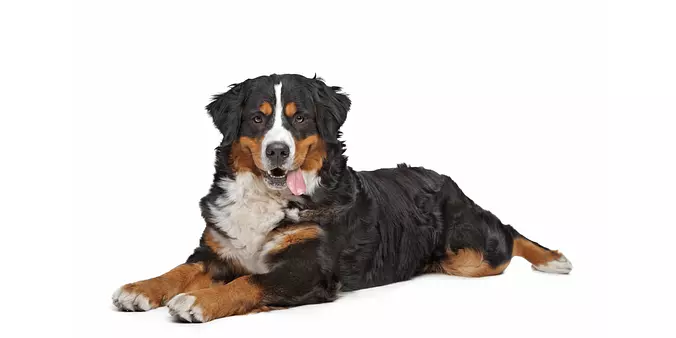 Bernese Mountain