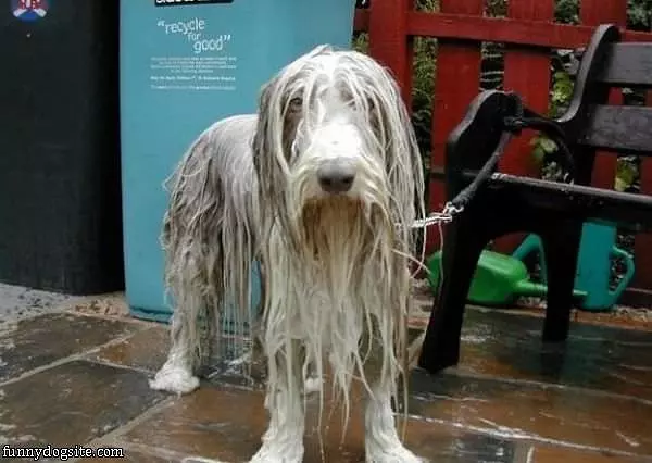 Soaking Wet Dog