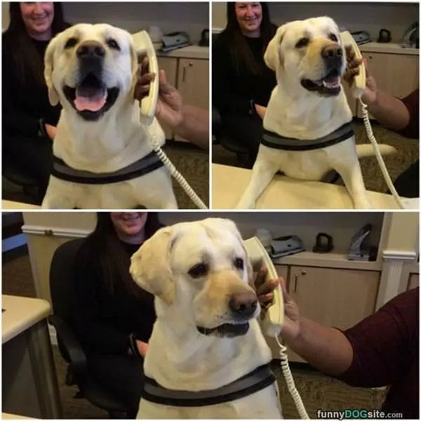 Hello There This Is Dog