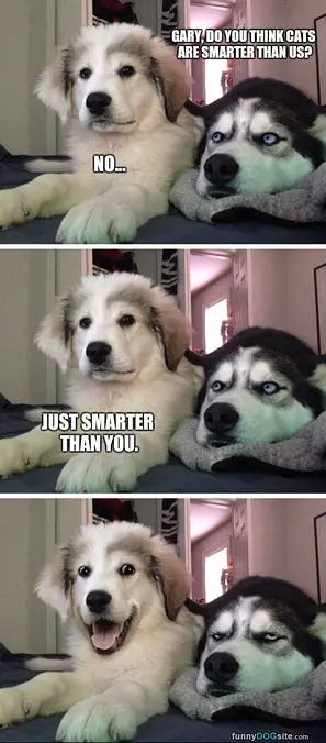 Are Cats Smarter