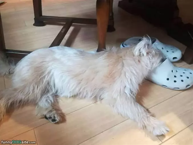 Now A Platypus Dog
