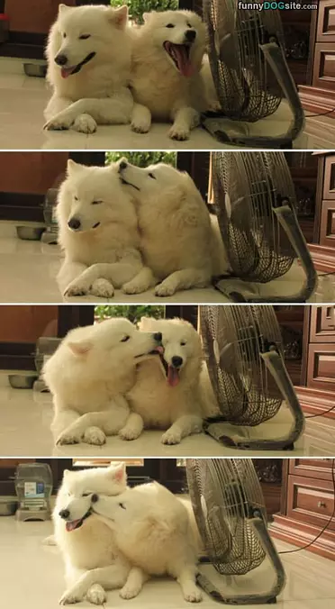 Kisses