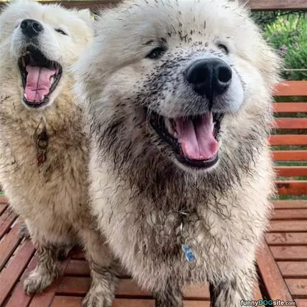 Some Muddy Dogs