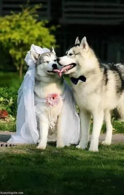 The Dog Wedding