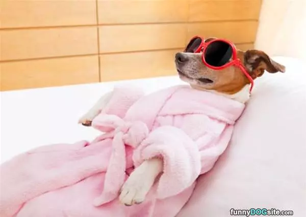 Doggy Spa Day