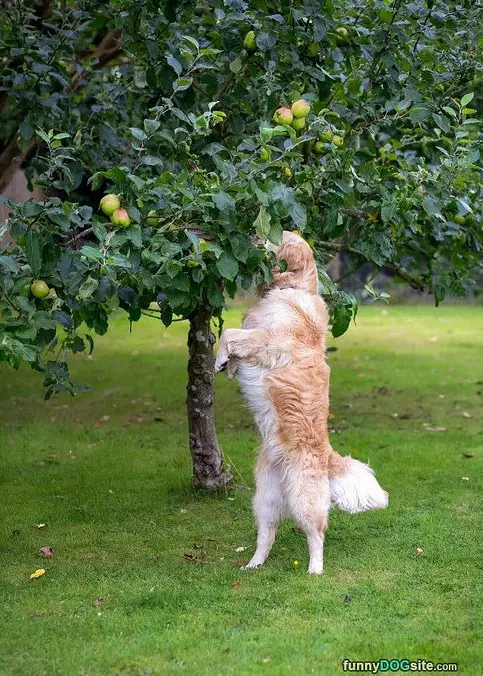 I Want An Apple