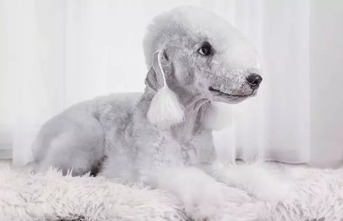 Bedlington Terrier Smiling