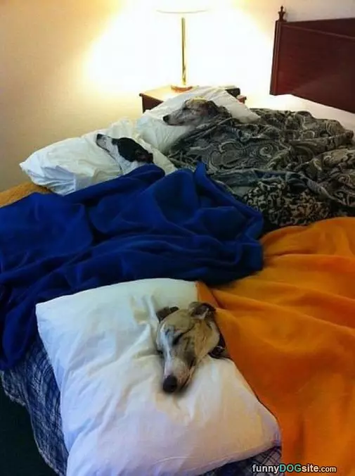 All Under The Blankets