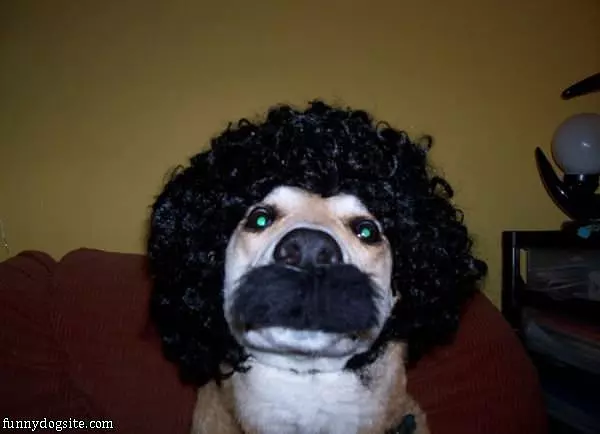 Dog Disguise