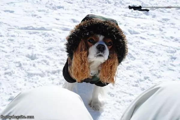 Dog All Bundled