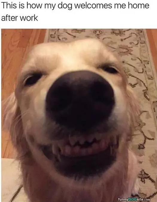 How My Dog Welcomes Me Home