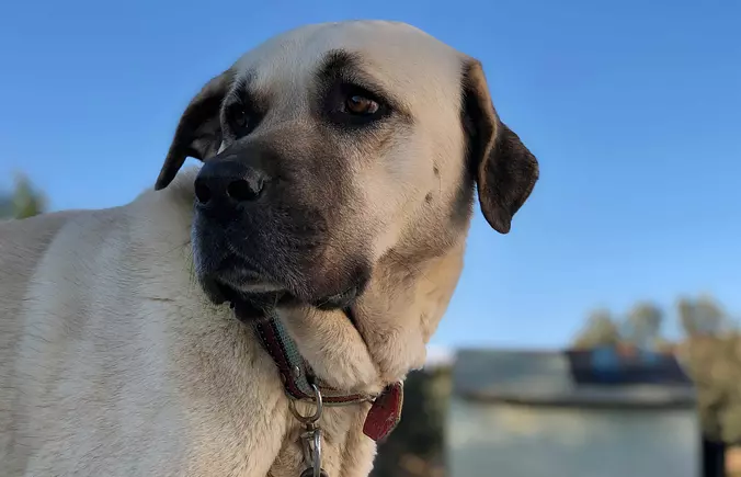 Anatolian Shepherd Dog Gallery