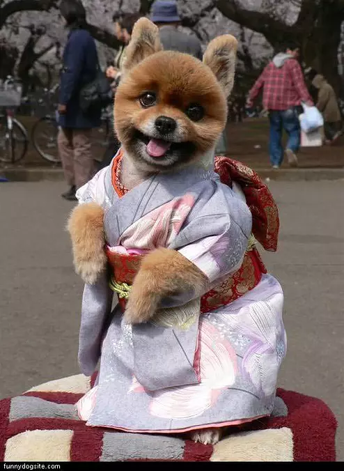Dressed Up Dog