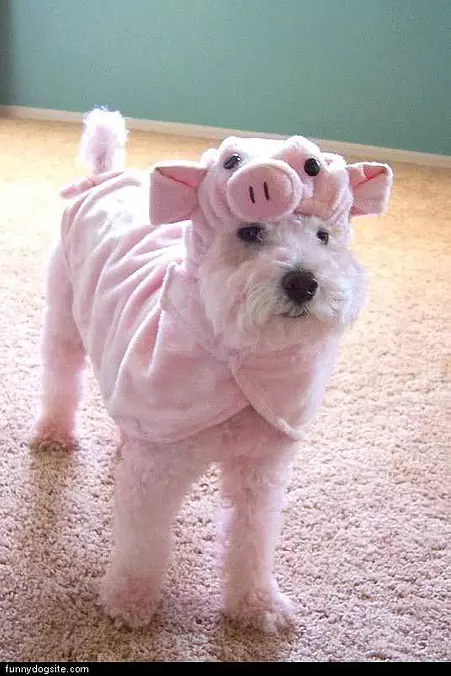 Pinky The Dog