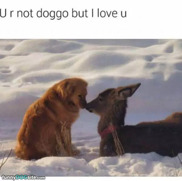I Still Love You