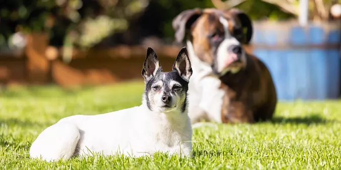 Toy Fox Terrier Dog and Box...