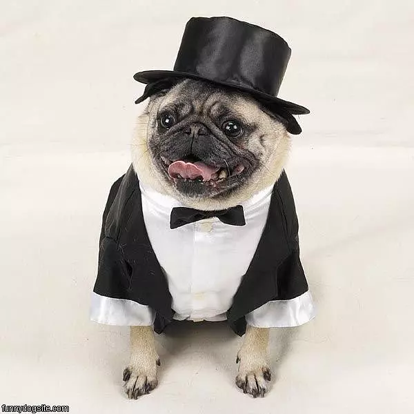 Pug Tux