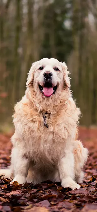 Kuvasz