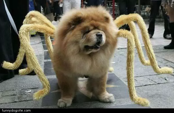 Halloween Dog