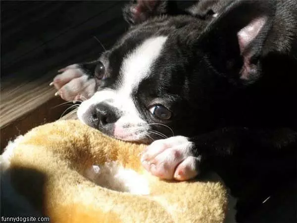 Nom Nom