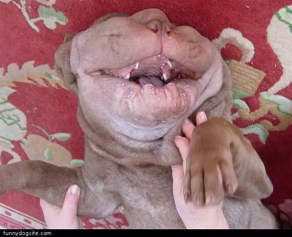 Dog Laughing
