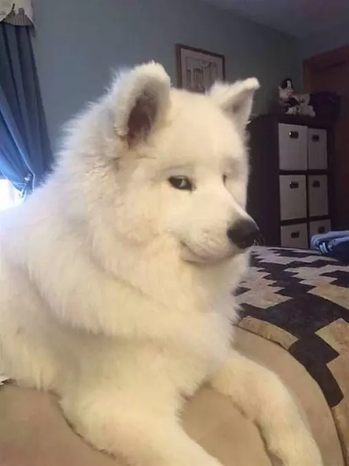 The Smug Dog
