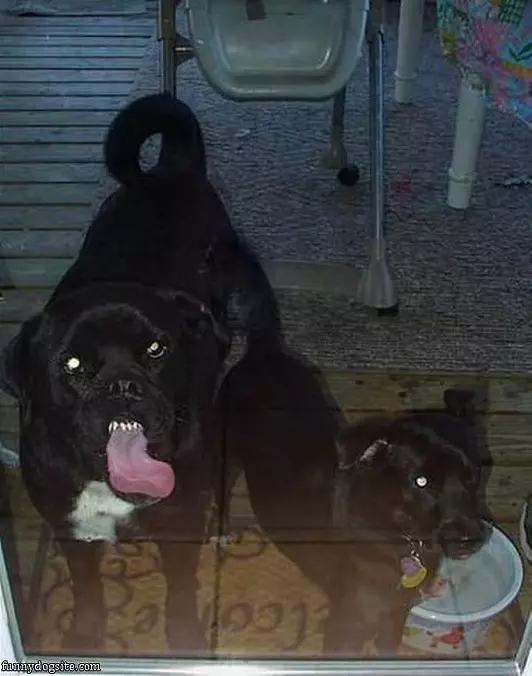 Nom Nom Nom