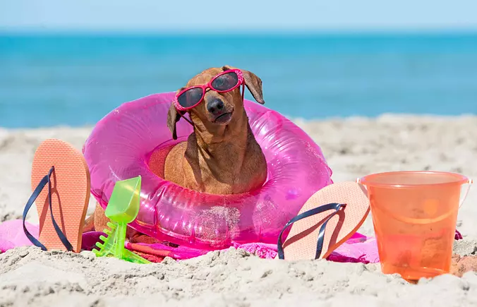 Dachshund on the beach