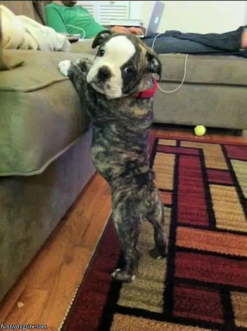 Let Me On The Couch