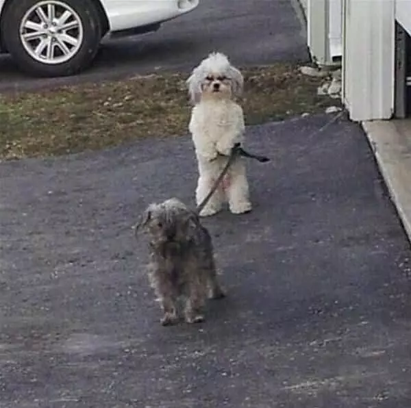 Walking The Dog