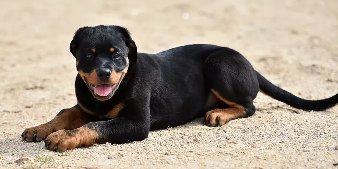 Rottweiler puppy