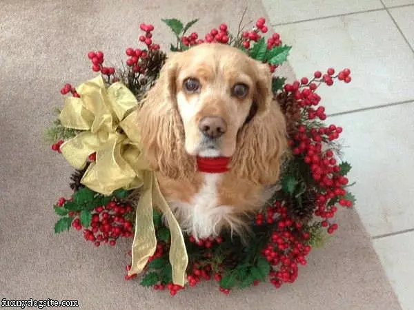 Christmas Party Dog