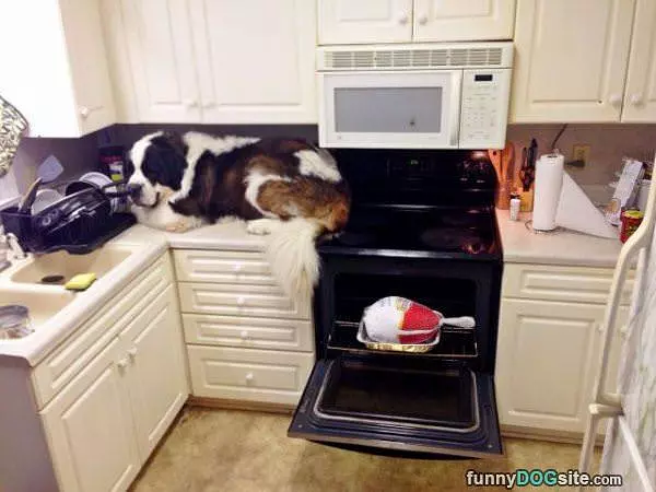 Little Doggy On The Counter