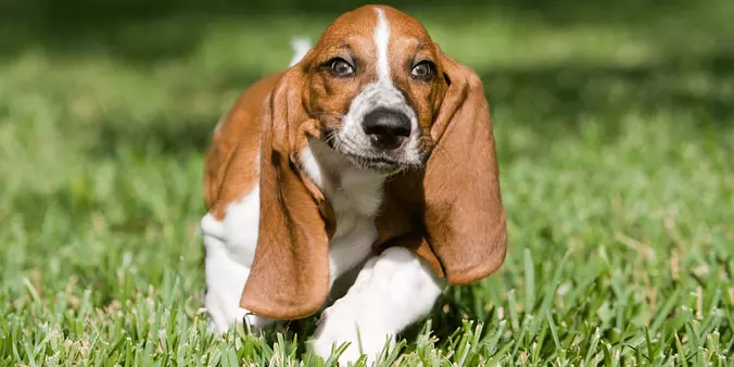 Basset Hound puppy