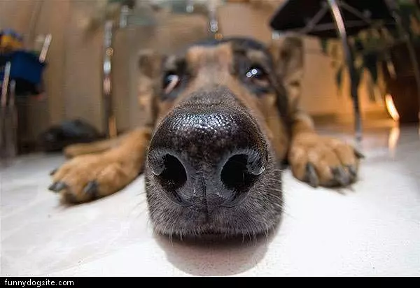 Nose